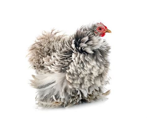 Ultimate Guide To Frizzle Chicken Breed Characteristics Feed And Care