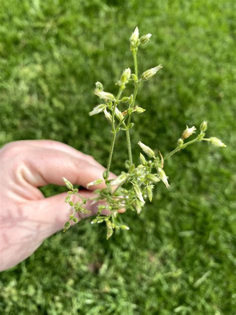 Chickweed Weed Id Wednesday Extension Marketing And Communications