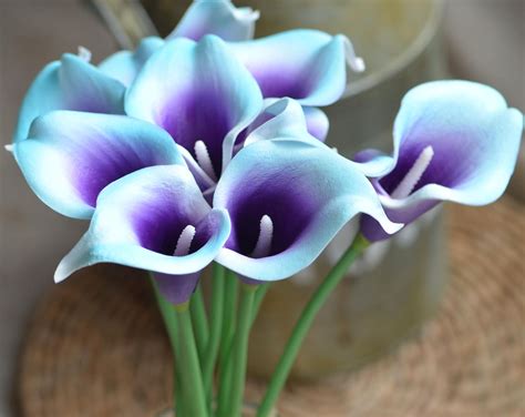 10 Aqua Blue Purple Picasso Calla Lilies Real Touch Flowers Etsy