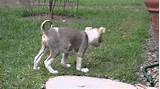 Friends in this video we will cover all aspects of rickets in puppies and dogs. Puppy Ben-Now able to stand up, walk (rickets) January 12. 2013 - YouTube
