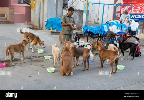 Paquete De Perros En La India Fotografías E Imágenes De Alta Resolución