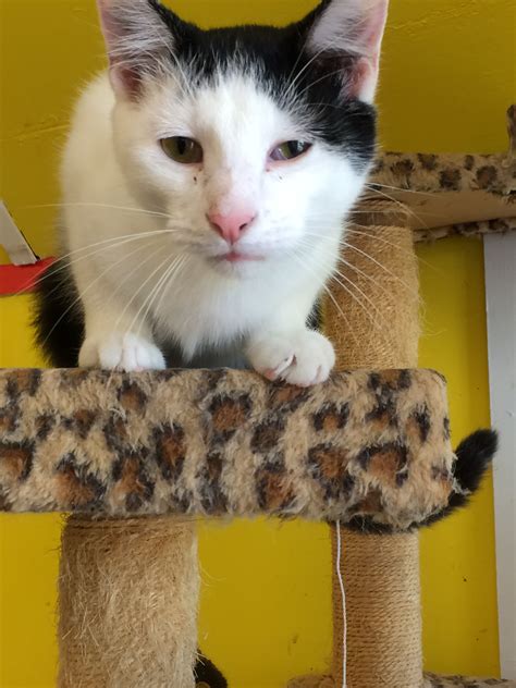 Cat for adoption - GIDEON, a Tuxedo in Owensboro, KY | Petfinder