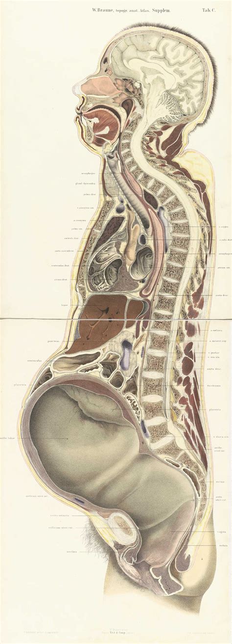 Liver the lymphatic system anatomical chart illustrates internal iliac lymph node, as well as the lymph nodes. Historical Anatomies on the Web: Wilhelm Braune Home