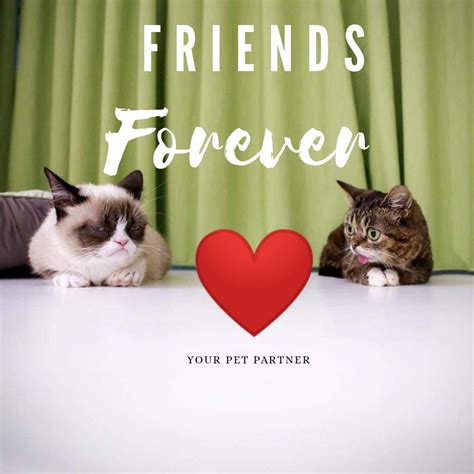 Pet store website design and local business marketing tools for pet retailers, groomers, boarders, dog daycare & trainers. Grumpy Cat & Bubba in 2020 | Your pet, Pets, Grumpy cat