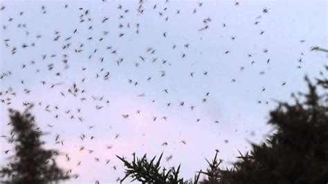 Swarm Of Gnats Youtube