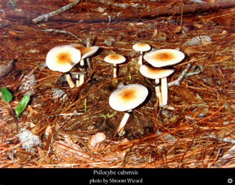 Oklahoma Cubensis Gold Mushroom Hunting And Identification