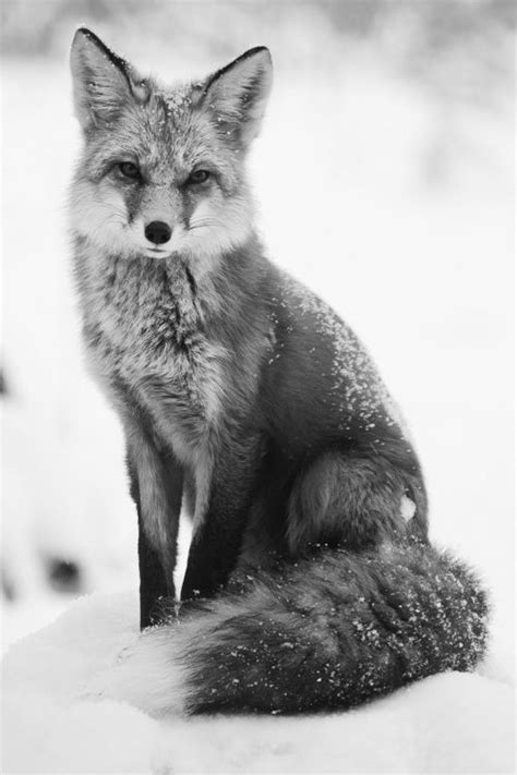 A Sly Fox