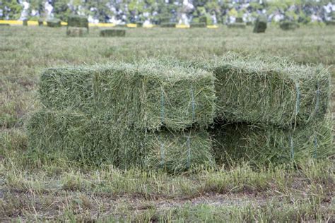 Square Hay Bales Stock Photo Image Of Golden Square 1358960