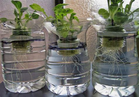 Cara menanam kangkung hidroponik dengan botol bekas. Menanam Sayur Dengan Memanfaatkan Botol Plastik ...