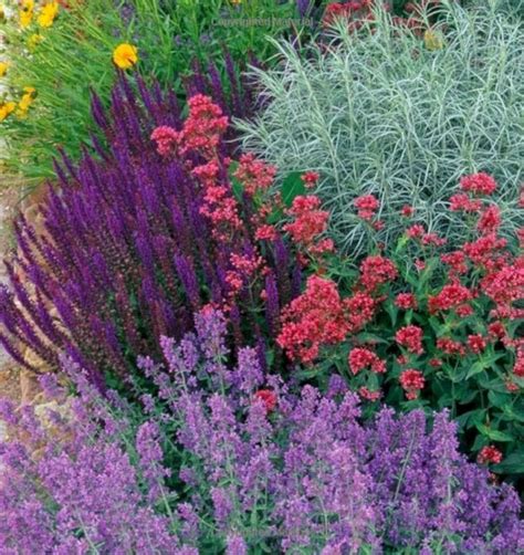 My Favorite Plant Combinations 13 Plants Beautiful Gardens Plant