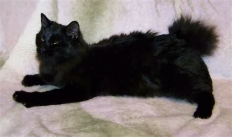 They have been reported in bosnia, burma, china, crimea, java. American Bobtail Cat Info, Personality, Kittens, Pictures