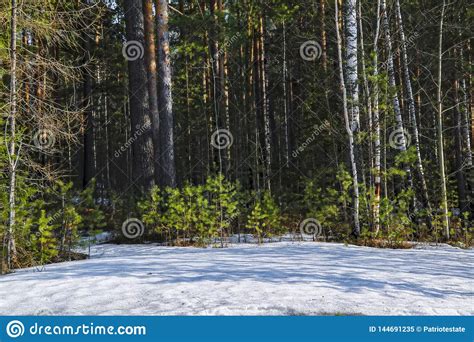 Early Spring Scene Melts Snow In The Forest Stock Image Image Of