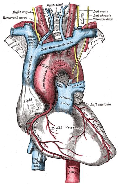 The Aorta Human Anatomy