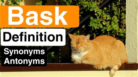 Bask Pronunciation Bask Definition Bask Synonyms Bask Antonyms