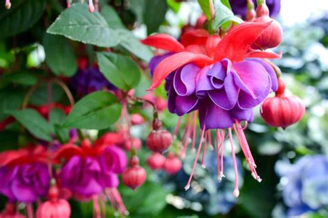 Hanging baskets are a great way to decorate your garden or any other outdoor space, they come in many shapes and styles but all work in the same fuschsia's are one of the most common hanging basket plants and for good reason, they offer such variety! 11 Best Flowers for Hanging Baskets