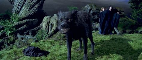 Sirius In His Animagus Image Harry Potter Sirius Black Dog Harry