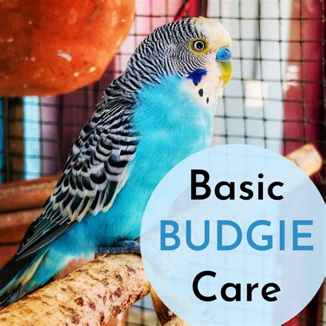 How To Care For Your Pet Budgie Pethelpful