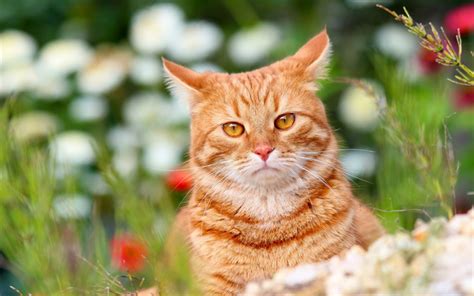 Download Wallpapers British Shorthair Bokeh Ginger Cat Lawn