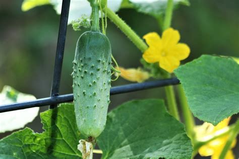 Growing Cucumbers Uc Botanical Garden