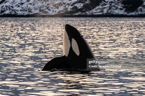 Male Killer Whale Spyhopping In The Early Morning Light Kvaenangen