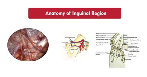 Inguinal Area Anatomy