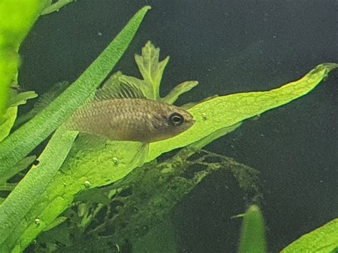 Has anyone ever seen a female Scarlet Badis? | Page 2 | UK Aquatic