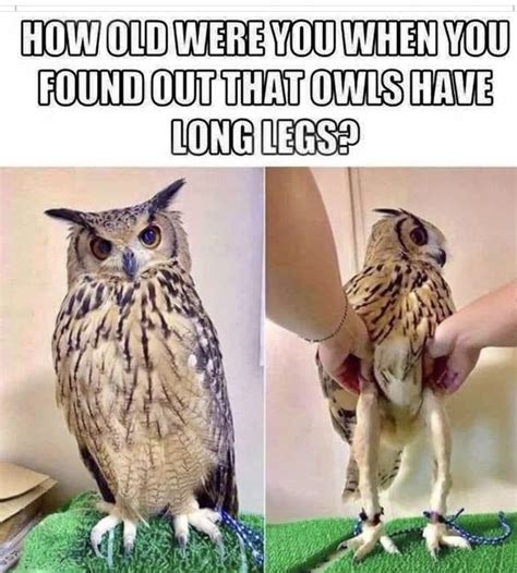 Owl Legs Owl Legs Meme Owl Long Legs