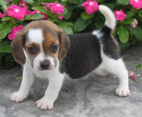 Search by breed, size, & more. March 2012 | Beagle Puppy