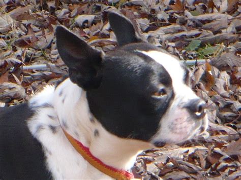 Click here to search for a breeder near you. Ohio Boston Terrier Puppies