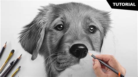 Hyper Realistic Realistic Pencil Dog Easy Drawing Ideas