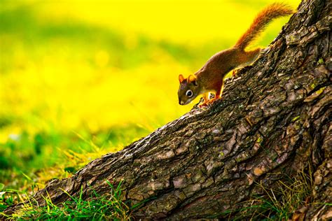 Brown Squirrel Close Up Photography · Free Stock Photo