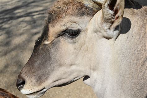 Bezplatný Obrázok Afrika Zviera Zvieratá Antilopy Hnedá Milý