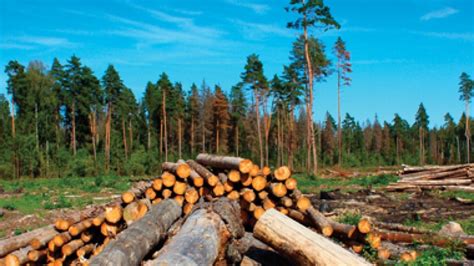Trust Fund Provides More Support For Forestry Sectors Transition
