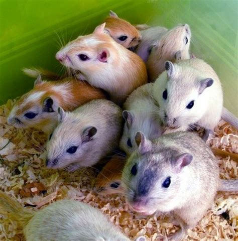 Die mongolische rennmaus als haustier. Mongolische Rennmäuse aus liebevoller Hobbyzucht ...
