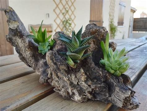 Il vous permet de continuer le jardinage intérieur, longtemps tapisser le fond de votre cactus terrarium avec deux pouces de gravier couverts par 1/4 de pouce de charbon de bois horticole pour maintenir le terrarium. Composition florale sur bois: la nature reprend ses droits ...