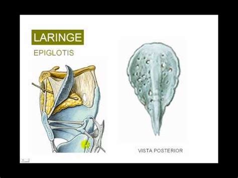 Faringe también conocida como garganta, es un tubo único hueco y muscular que conduce el aire a la laringe y el alimento al esófago. LARINGE 2.avi - YouTube