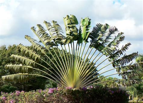 Travelers palm is definitely a tropical plant, suitable for growing in the warm climates of usda plant hardiness zones 10 and 11. Travelers Palm Planting Care | EDEN'S GARDEN