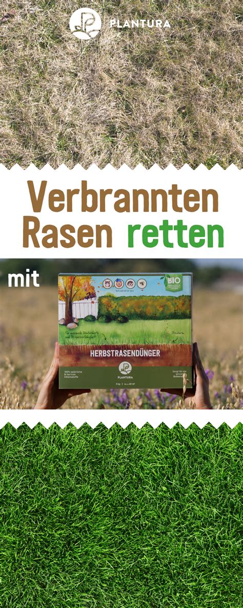 Lesen sie hier, wie sie richtig ob zierrasen, sportrasen oder spielrasen, ihr „grüner teppich benötigt pflege, um optimal zu wachsen. Rasen im Herbst düngen: Wann, wie & womit | Rasen ...