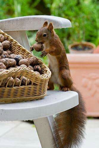 Pin By Lisa On Pin Pals Of Sugarbush Squirrel® Squirrel Cute