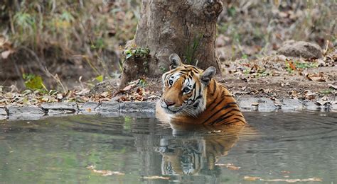 Kanha National Park Wildlife Tour National Parks Wildlife