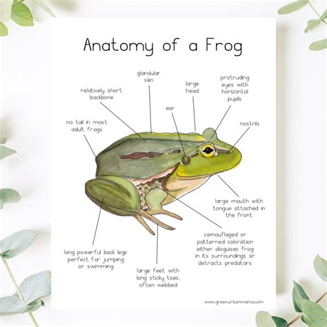 This Frog Anatomy Poster Printable With My Hand Drawn Watercolor Frog