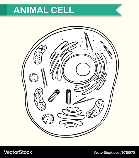 Diagram Showing Animal Cell Royalty Free Vector Image