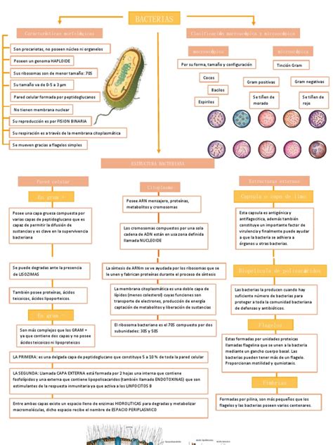 Mapa Conceptual De Bacterias Pdf Las Bacterias Citoplasma