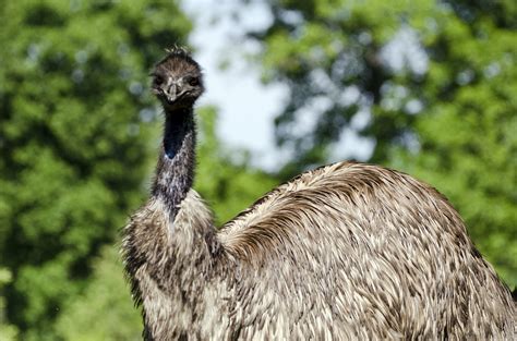 Emu Interesting Emu Facts And Information For Kids Emu Is A