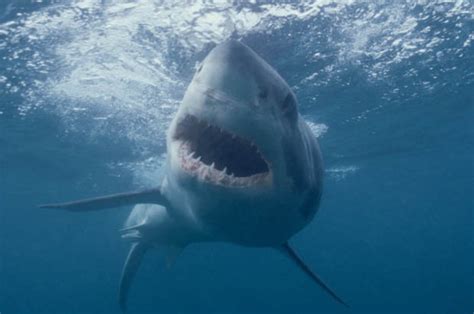 Great White Shark Spotted Swimming In Waters Off Cornwall Daily Star