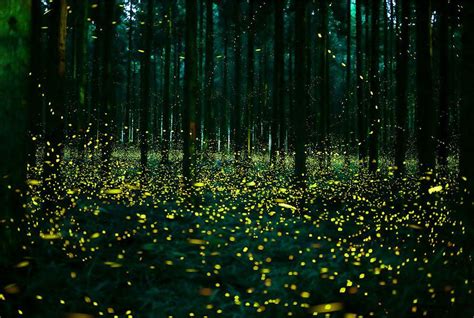 These Photos Of Fireflies Show How Beautiful Summer Nights Are In Japan