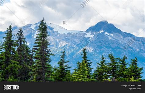 Pine Trees Snow Capped Image And Photo Free Trial Bigstock