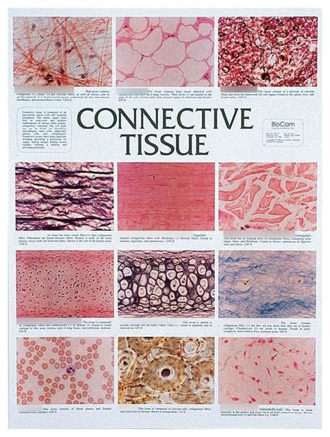 Connective Tissue Types Diagram Quizlet