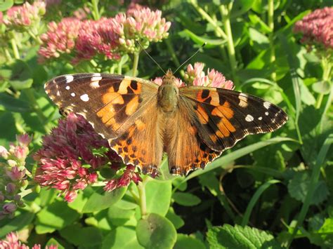 Savings spotlights · everyday low prices · curbside pickup Day 78 - American Lady butterfly on a sedum flower. Looks ...