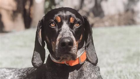 14 Things You Should Know About Coonhound Temperament Page 2 Of 5